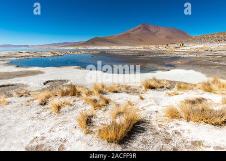 Laguna Polques, Park Reserva de Fauna Andina Eduardo Avaroa, südlichen Altiplano, Abteilung Hagen, im Südwesten von Bolivien, Stockfoto