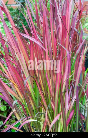 Red Gräser Imperata cylindrica Rubra Roter Baron. Eine mehrjährige Gras, frosthart ist. Stockfoto