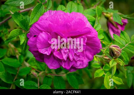 Niederlassungen der Blüte Hagebutten auf einem Hintergrund von Verschwommenes grün. Schönen natürlichen Hintergrund mit Blumen von einem dogrose. Stockfoto