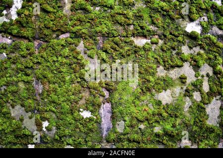 Moos auf einer Wand Textur. Stockfoto
