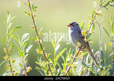 Eine weiße gekrönte Spatz thront auf einer Weide Zweig. Stockfoto