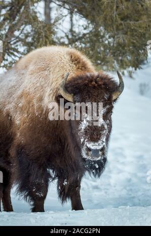 Ein Bison an einem verschneiten Tag im Yellowstone Nationalpark, Wyoming Stockfoto