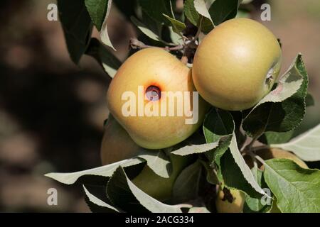 Langweilig Der Apfelwickler (Cydia pomonella) in einem Apple auf einem Ast mit Blättern. Stockfoto