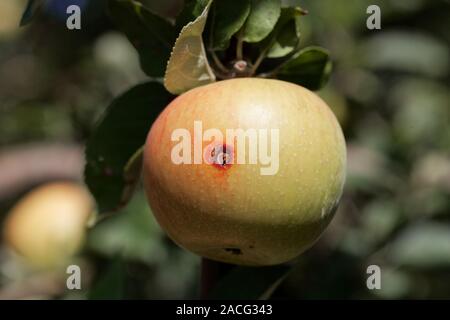 Langweilig Der Apfelwickler (Cydia pomonella) in einem Apple auf einem Ast mit Blättern. Stockfoto