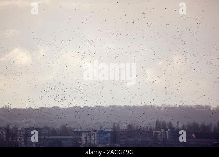 Schwarm Vögel über die Stadt fliegen Stockfoto