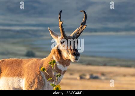 Ein Buck Antilopen auf der Prärie auf Antelope Island, Utah. Stockfoto