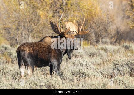 Ein Bull Moose im Grand Teton National Park, Wyoming. Stockfoto