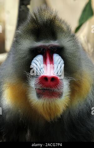 Porträt eines Mandrill (mandrillus Sphinx), Indonesien Stockfoto