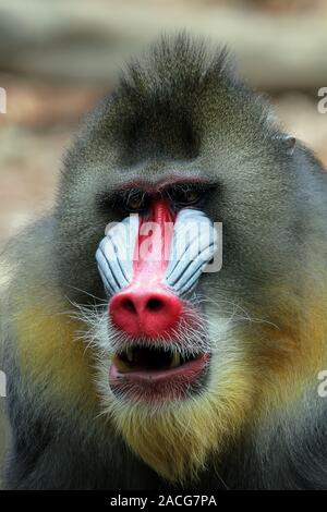 Porträt eines Mandrill (mandrillus Sphinx), Indonesien Stockfoto