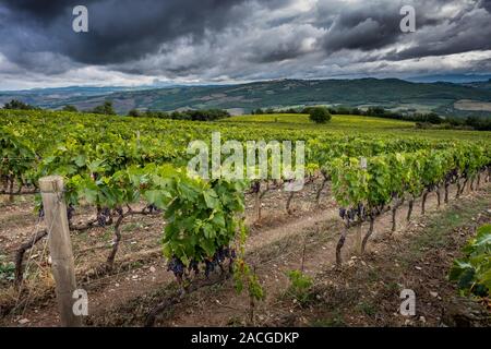 Montalcino Tal, Siena, Luxus Weinberg und den Anbau von Weintrauben, Verarbeitung und Pflege im Land der roten und weißen toskanischen Weine wie Brunello Stockfoto