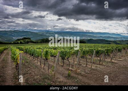 Montalcino Tal, Siena, Luxus Weinberg und den Anbau von Weintrauben, Verarbeitung und Pflege im Land der roten und weißen toskanischen Weine wie Brunello Stockfoto