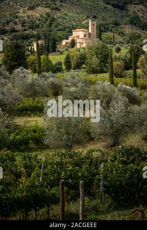 Montalcino Tal, Siena, Luxus Weinberg und den Anbau von Weintrauben, im Hintergrund Abtei von Sant'Antimo, Klosteranlage Olivetaner entfernt ne Stockfoto