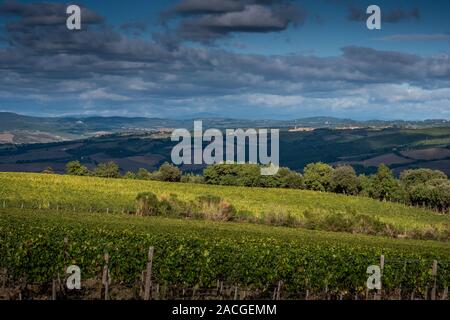 Montalcino Tal, Siena, Luxus Weinberg und den Anbau von Weintrauben, Verarbeitung und Pflege im Land der roten und weißen toskanischen Weine wie Brunello Stockfoto