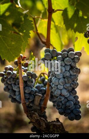 Montalcino Tal, Siena, Luxus Weinberg und den Anbau von Weintrauben, Verarbeitung und Pflege im Land der roten und weißen toskanischen Weine wie Brunello Stockfoto