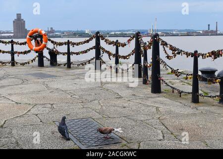 Vorhängeschlösser der Liebe durch den Fluss auf einem hellen, sonnigen Tag. Tauben durch eine Brücke und Stadtbild im Hintergrund. Liverpool, England Stockfoto