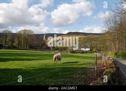 Ein einsames Schaf auf einem Feld in Edale Village, Peak District National Park, Derbyshire England, England, England und England Stockfoto