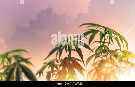 Niedrigen Winkel der industriellen Cannabispflanze gegen Himmel bei Sonnenuntergang, getönt Stockfoto