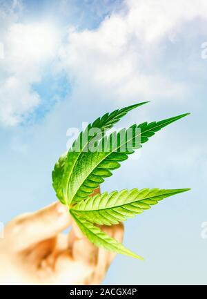 Blatt von Cannabis in der Hand gegen den blauen bewölkten Himmel, Hand mit Cannabis Blätter Stockfoto