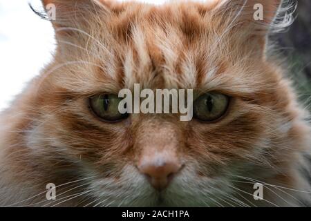 Große flauschige Ginger House Cat Stockfoto