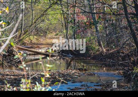 Herbst Wald mit noch nicht gefallen, aber schon vergilbten Blätter auf der Oberfläche des Flusses. Stockfoto