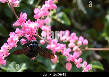 Eine Zimmermannsbiene (Xylocopa latipes) auf rosa Korallenblüten. Indrokilo Botanical Garden, Boyolali, Zentraljava, Indonesien. Stockfoto