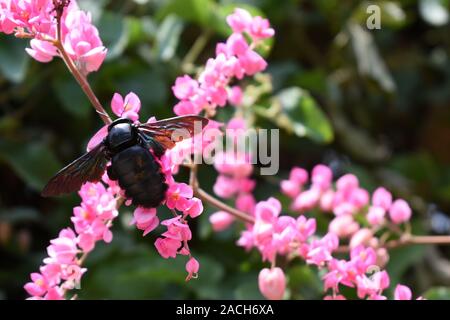 Eine Zimmermannsbiene (Xylocopa latipes) auf rosa Korallenblüten. Indrokilo Botanical Garden, Boyolali, Zentraljava, Indonesien. Stockfoto