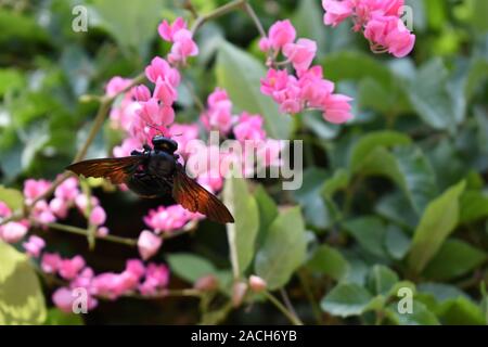 Eine Zimmermannsbiene (Xylocopa latipes) auf rosa Korallenblüten. Indrokilo Botanical Garden, Boyolali, Zentraljava, Indonesien. Stockfoto