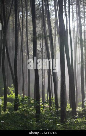 Die Berge in präzise Beantwortung in West Bandung Regency, bieten natürliche Coolness, viele Pinien, die die Atmosphäre machen entspannen. Genießen Stockfoto