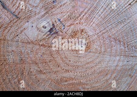 Holz Textur, Holzschnitt kreisförmigen Abschnitt mit Jahresringe, Sondermaßnahmen Textur, natürlichen Hintergrund. Close Up. Stockfoto