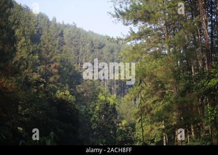 Die Berge in präzise Beantwortung in West Bandung Regency, bieten natürliche Coolness, viele Pinien, die die Atmosphäre machen entspannen. Genießen Stockfoto