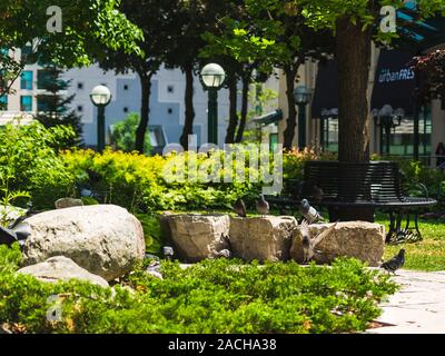 Tauben, die auf Felsen im Park sitzen. Stockfoto