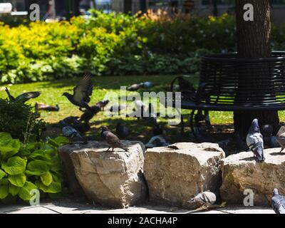 Viele Tauben sitzen in einem Park auf den Felsen, während eine Taube im Hintergrund flieht. Stockfoto