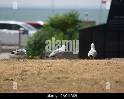 Ring-billed Möwen laufen auf Gras in der Nähe von Strand in Toronto Harbourfront. Stockfoto