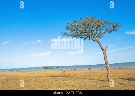 Einsame Akazie in der Masai Mara Stockfoto