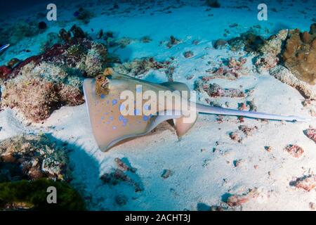 Die Kuhl Stingray auf dem Sand in der Nähe von einem tropischen Korallenriff der Similan Inseln Stockfoto