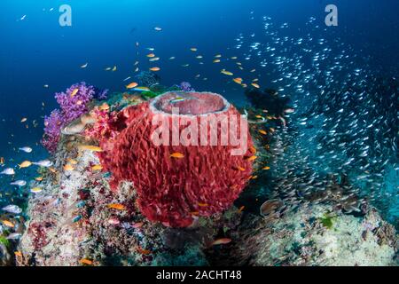 Riesige Schwämme auf einem bunten tropischen Korallenriff in Thailands Similan Inseln Stockfoto