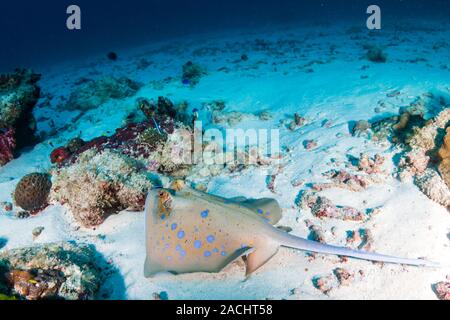 Die Kuhl Stingray auf dem Sand in der Nähe von einem tropischen Korallenriff der Similan Inseln Stockfoto