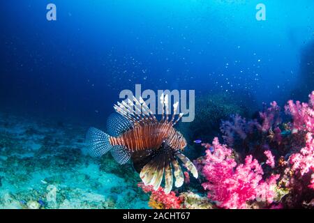 Feuerfische auf einem dunklen tropischen Korallenriff in Thailand Stockfoto