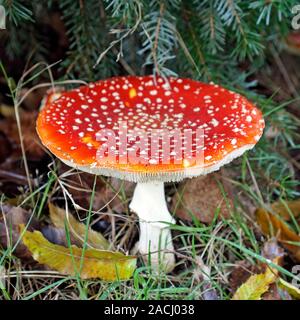 Nahaufnahme eines reifen Amanita muscaria oder Fliegen Amanita Pilzzucht auf dem Boden, Vancouver, British Columbia, Kanada Stockfoto