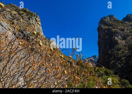 Kalifornien Roßkastanie, Aesculus californica, im Kings Canyon innerhalb von Giant Sequoia National Monument, Sequoia National Forest, Kalifornien, USA Stockfoto