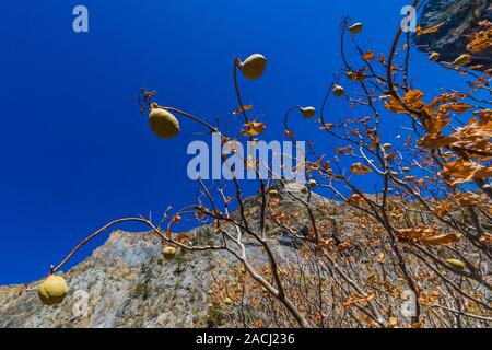 Kalifornien Roßkastanie, Aesculus californica, im Kings Canyon innerhalb von Giant Sequoia National Monument, Sequoia National Forest, Kalifornien, USA Stockfoto