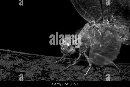 Schwarze und weiße Makroaufnahme einer Libelle auf einem Blatt Stockfoto