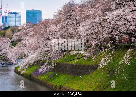 Schöne Sakura, Cherry Blossom Festival in Chidorigafuchi Park Stockfoto