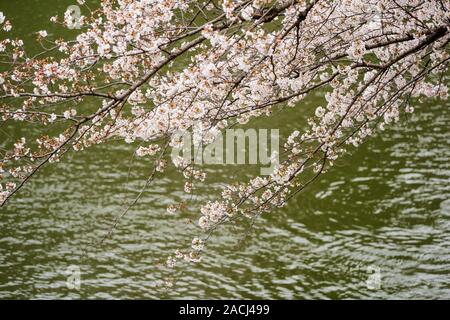 Schöne Sakura, Cherry Blossom Festival mit River bei Chidorigafuchi Park Stockfoto