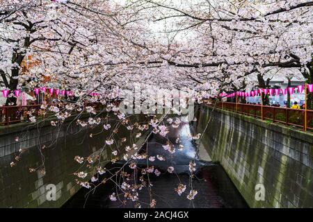 Cherry Blossom Festival in voller Blüte in Meguro River. Meguro Fluss ist einer der besten Ort, um es zu genießen Stockfoto