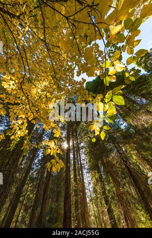 Riesige Mammutbaum, sequoiadendron giganteum, Grove im Kings Canyon National Park, Kalifornien, USA Stockfoto