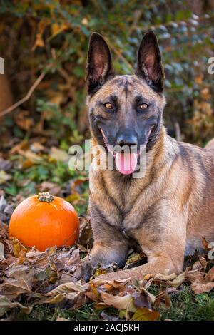 Belgische Malinois Portrait im Herbst Stockfoto