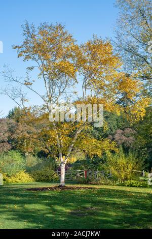 Goldene Birke Betula Ermanii Grayswood Hill Gold Birke Betula