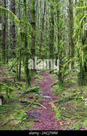 Pinien in hängenden Moos im Wald entlang Neben Kennick Brennen, Dumfries und Galloway, Schottland abgedeckt Stockfoto