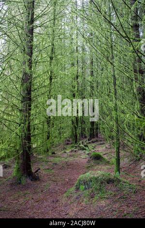 Pinien in hängenden Moos im Wald entlang Neben Kennick Brennen, Dumfries und Galloway, Schottland abgedeckt Stockfoto